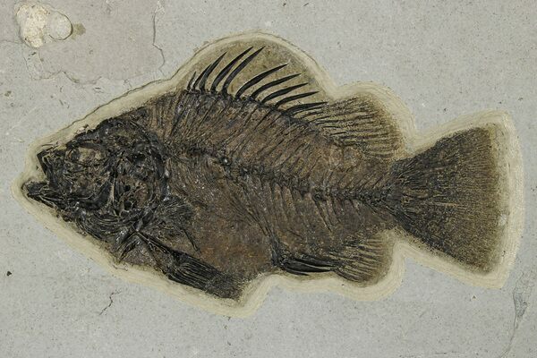 A beautiful Priscacara serrata fossil fish from the Green River Formation of Wyoming.